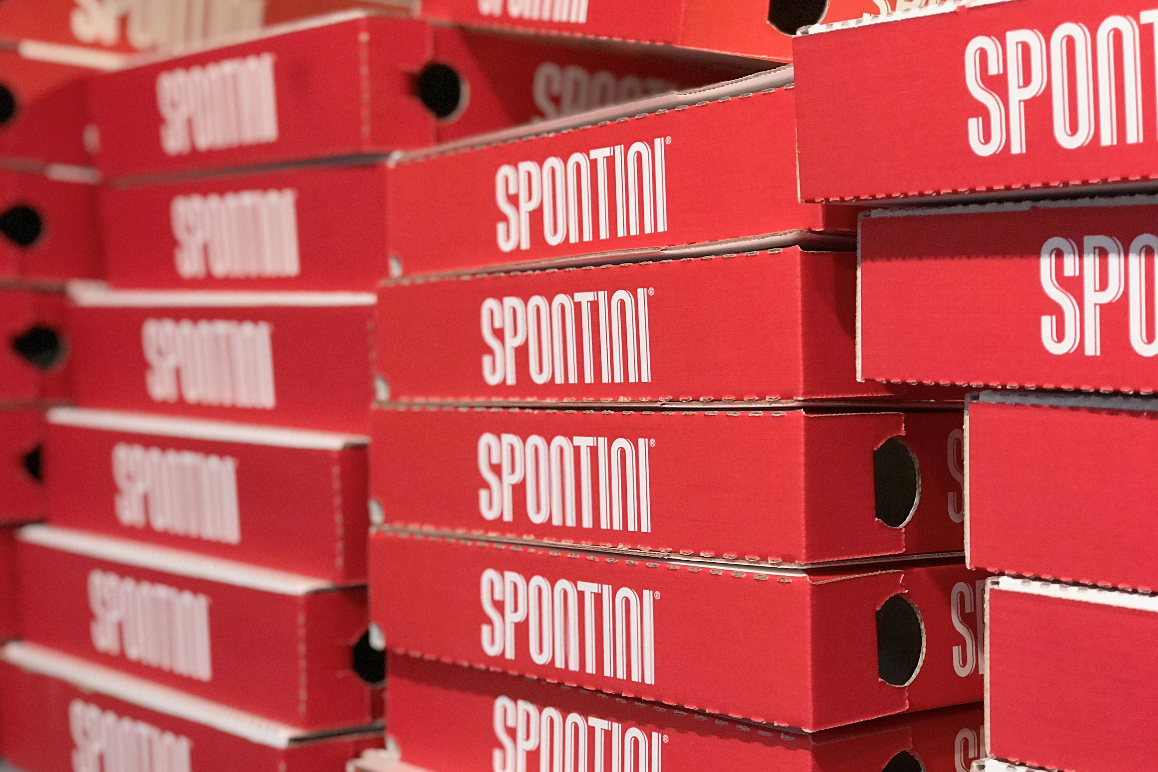 Spontini 1953